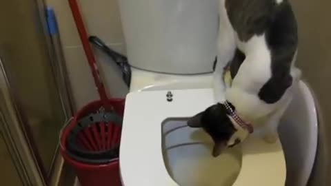 Beautiful Cat training.......For used bathroom # funny shorts video 🐈🐈🐈🐈🐈🐈