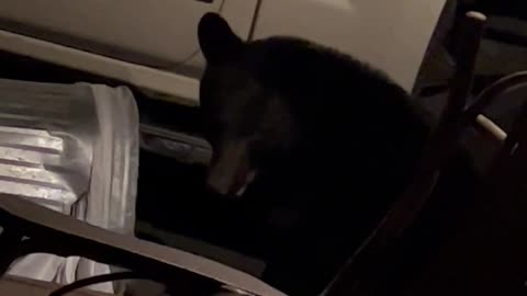 Bear Knocks Trash Can into Truck and Charges Man at Door