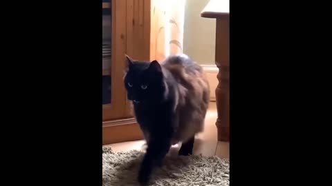 Cat Video #3