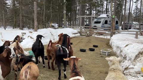 Goats Are Afraid of an Adorable Visitor