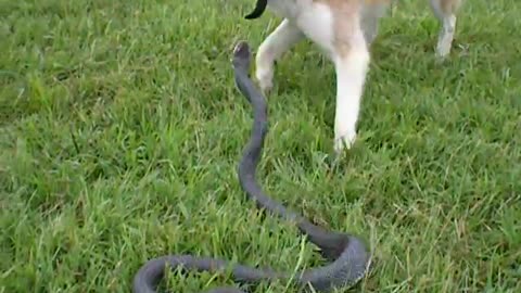 Dog vs Snake best fight