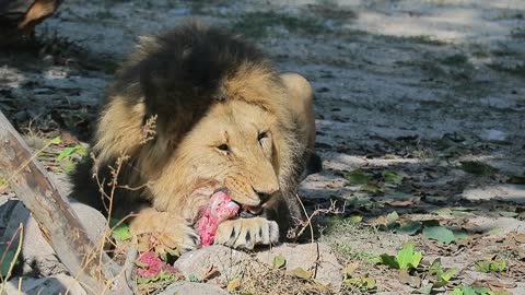 Zoo Animals Lion Meat Eating