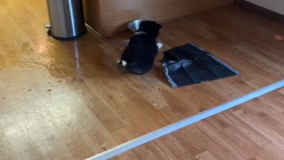 Husky Pup vs. Water Bowl