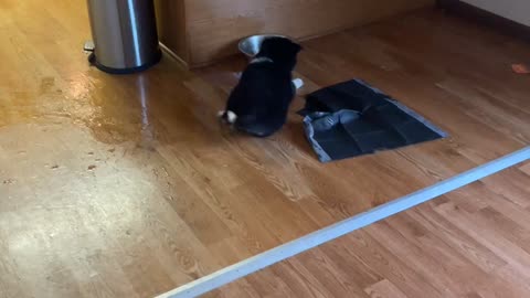 Husky Pup vs. Water Bowl