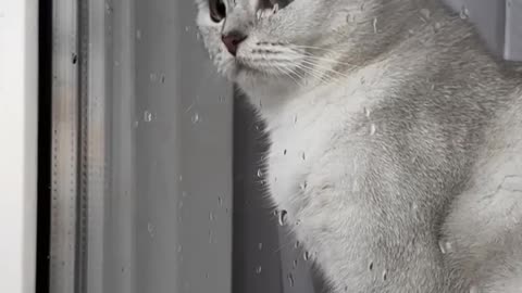 Cute and Funniest cat