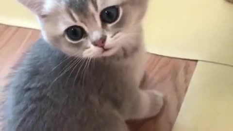 funny cat