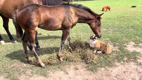 Corgi And Colt Are Best Friends || Viral Verse