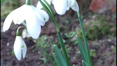 Snowdrops