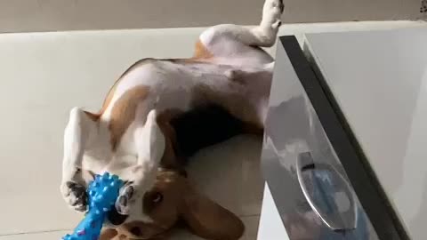 Dog play with toy 😂