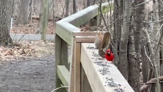 James Gardens Toronto wildlife