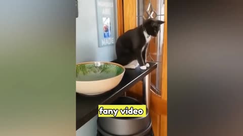 Funniest Animals 2023 😂 Funny Cats and Dogs Videos 😺🐶 Part 1