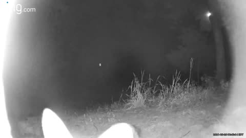 Fox Cub Takes Interest in Ring Camera