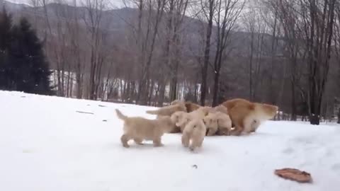 Golden Retriever Plays With Her Puppies Puppy Pile