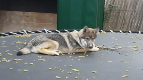 Wolf pup jumping on the trampoline