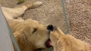 Golden Retriever Puppy Plays In Mirror