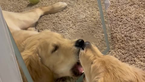 Golden Retriever Puppy Plays In Mirror