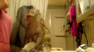 Diva Monkey Wants Her Lipstick