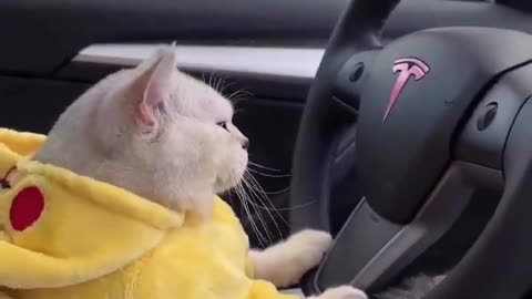 Cat Driving Tesla