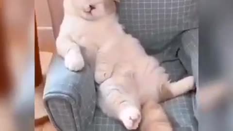 Baby Cats - Cute and Funny Cat Videos Compilation I Funny Animal Videos