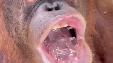 Viral video : is Hot, give me ice cubes