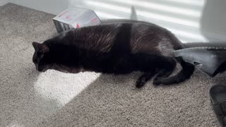 Adopting a Cat from a Shelter Vlog - Cute Precious Piper is Trying to Sleep in Her Sunny Spot