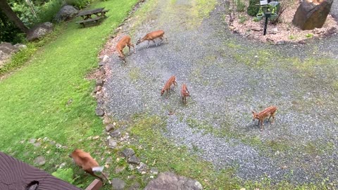 NW NC at The Treehouse 🌳 Deer Buck and Fawns 🦌Lady and her harem 🦌 Lows 70’s with a breeze today