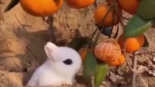 Funny Animal Videos