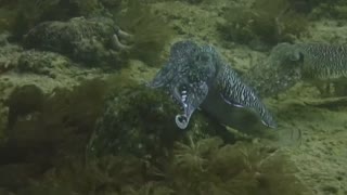 Beautiful Sepia Latimanus Broadclub Cuttlefish Raja Ampat NP