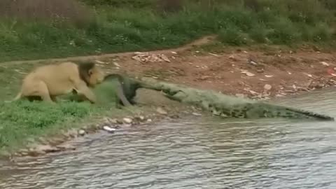 Lion vs crocodile