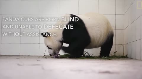 Raising Cute Pandas- It's Complicated - National Geographic