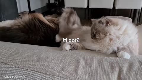 Need A Laugh? Watch These Funny Cats