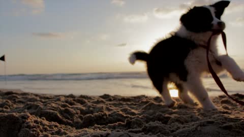 Puppy Dog Playful Beach Sand Play Canine Pe
