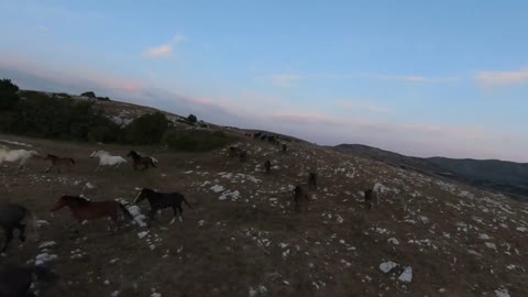 low key Aerial fpv drone shot of a herd of wild horses running on a green spring field at the sunset