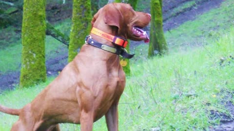 Dogs 101 - VIZSLA - Top Dog Facts About the VIZSLA