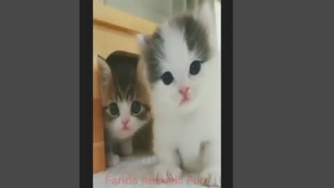 Funny Cats And Puppy Video 🐻 || Cute And Funny Pet Animals Videos 🐹