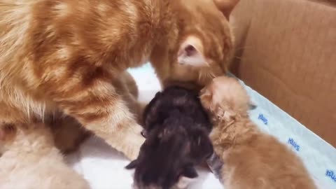 Day 5 of Baby Kittens Growing Up features Mommy Cat Cleaning the Kittens.