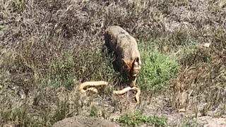 Coyote Takes Down Large Snake