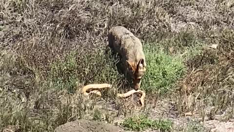 Coyote Takes Down Large Snake