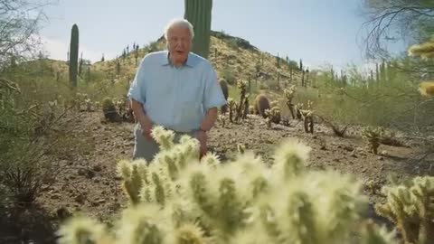 David Attenborough encounters the most DANGEROUS plant in the desert!