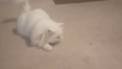 Cat VS Housefly. Fight Full of Fun