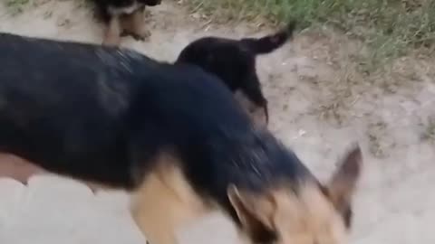 German Shepherd PUPPIES 8 weeks and DAD Play