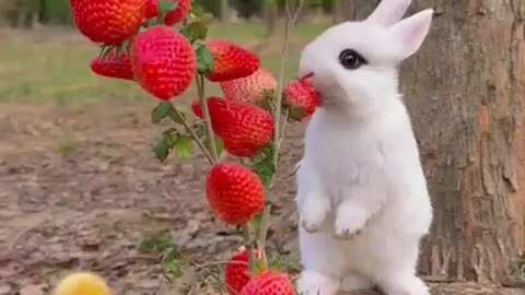 rabbit video compilation