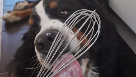 Bernese Mountain Dog gets special breakfast