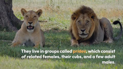 Fascinating facts about lion |