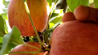 Flowers fruits & harvest #apple #fruits #flowers