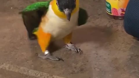 Amazing dance moves by a parrot