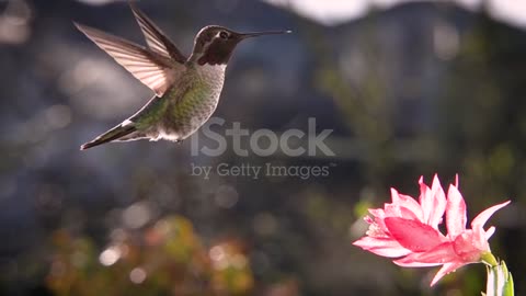 Hummingbird hovering in backlighting sunlight, slow motion and zoom in zoom out stock video