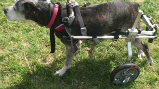 Senior dog gets wheels!