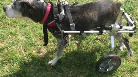 Senior dog gets wheels!