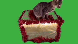 Very cute cat Celebrate Christmas